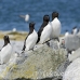 razorbill_msi_h_2088_can1205.jpg
